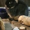 BLACK OTTER FEMALE Netherland Dwarf 