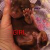 Miniature Pincher puppies 