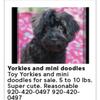 Yorkipoo