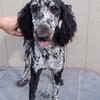 AKC and CKC standard poodle (STUD ONLY)