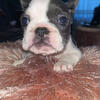 Frenchie puppies ready 
