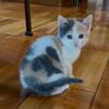 Calico kitten 