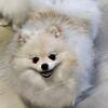 Mini Pomeranian - White/Cream - Dreamy