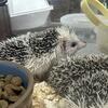 BABY HEDGEHOGs