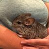 Cute,  family raised juvenile Chinchilla