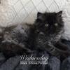 Black Smoke Persian Kittens in Arkansas