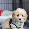 Cavapoo puppy (boy) for rehoming