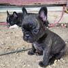 Little frenchie girls available