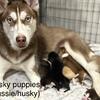 Ausky puppies