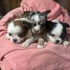 CKC Chihuahua Puppies 