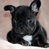 AKC happy and healthy French Bulldog puppies