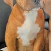 3 month old XL BULLY female puppy REDUCED to $300