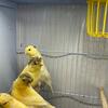 Yellow canaries 