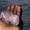 Baby Eclectus 