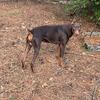 Doberman (14month)