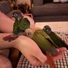 Baby Green-Cheek Conure Babies – Hand-Fed & Well-Socialized!