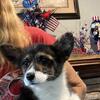 UKC Reg. Pembroke welch Corgi puppies