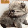 Male and female Pomeranian Puppies