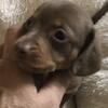 Dachshund akc puppies male