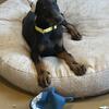 Dobermans PUPPIES OF NY