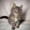 TICA Maine Coon Female