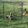 Belgian Malinois  Puppies available Pure Breed