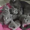 rehoming our russian blue kittens