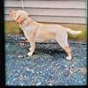 Akc Labrador Retriever puppies