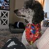 STUD Merle Parti Standard Poodle