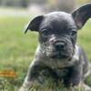 Adorable Merle French Bulldog 