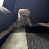 Maltipoo puppies! $500