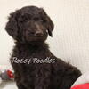 AKC Brown Standard Poodles. Ready to Go!