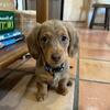 Dachshund Puppies For Free