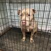 FREE 3 yrs old female American Bully well trained