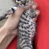 Silver Savannah cat