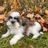 APRI registered Shih Tzu puppies!!!