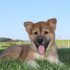 AKC AKITAS MALE AND FEMALES AVAILABLE CALL OR TEXT 330-749-6480