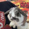 Holland lop bunny 
