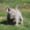  Big rope velvet female French bulldog 