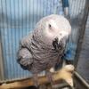 African grey
