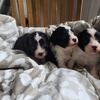 Cavapoo Boys