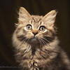 Pedigreed Chocolate Tabby Long hair Devon Rex / British shorthair outcross kitten - Boy