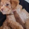 Ckc apricot Toy poodle puppy