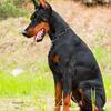 Black and tan (rust) European Doberman Pincher female