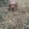 Golden retriever pups 