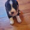 Australian shepherd male 1