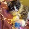 Maine Coon kitten 