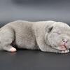 Unity - XL American Bully - Female