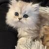 Purebred Persian kittens 