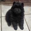 Chow chow pups 